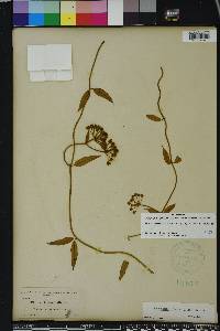 Funastrum clausum image