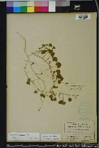 Dichondra carolinensis image