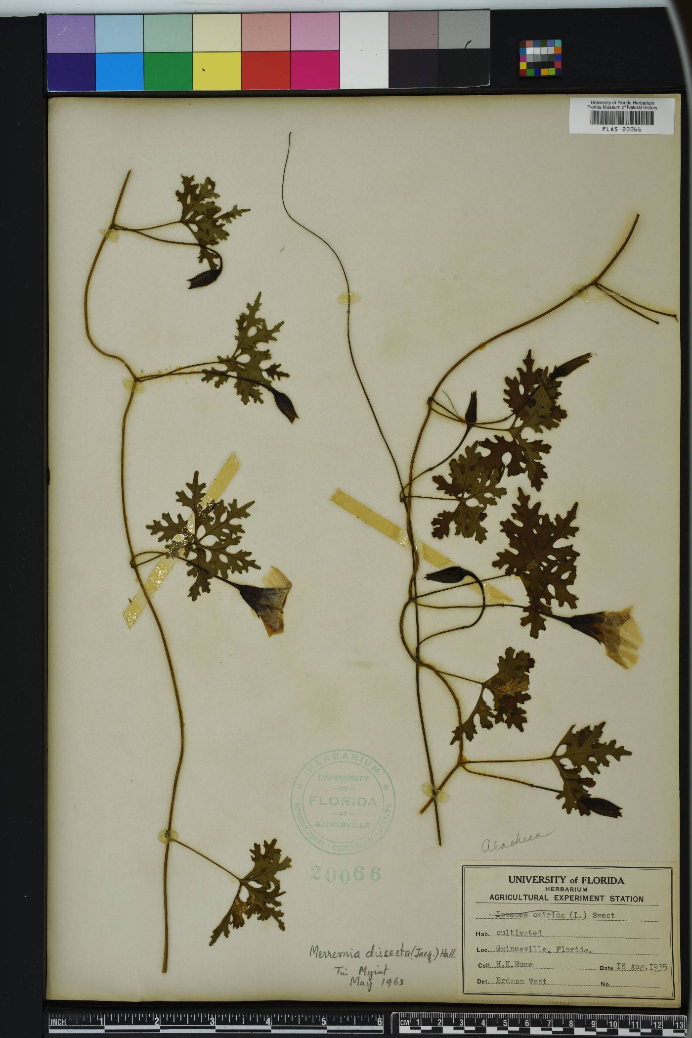 Merremia dissecta image