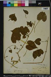 Ipomoea lacunosa image