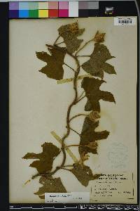 Ipomoea macrorhiza image