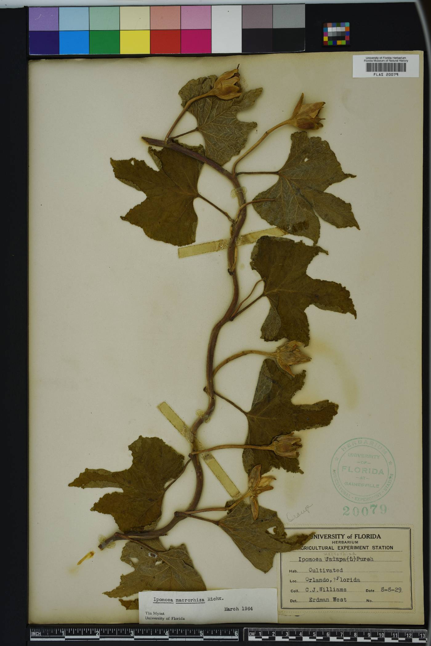 Ipomoea macrorhiza image