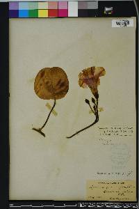 Ipomoea pes-caprae image