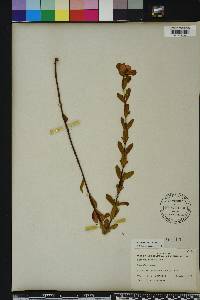 Hypericum crux-andreae image