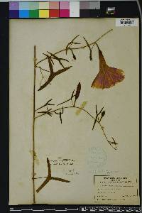 Ipomoea sagittata image