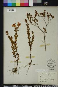 Hypericum tetrapetalum image