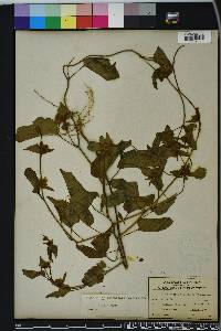 Jacquemontia tamnifolia image