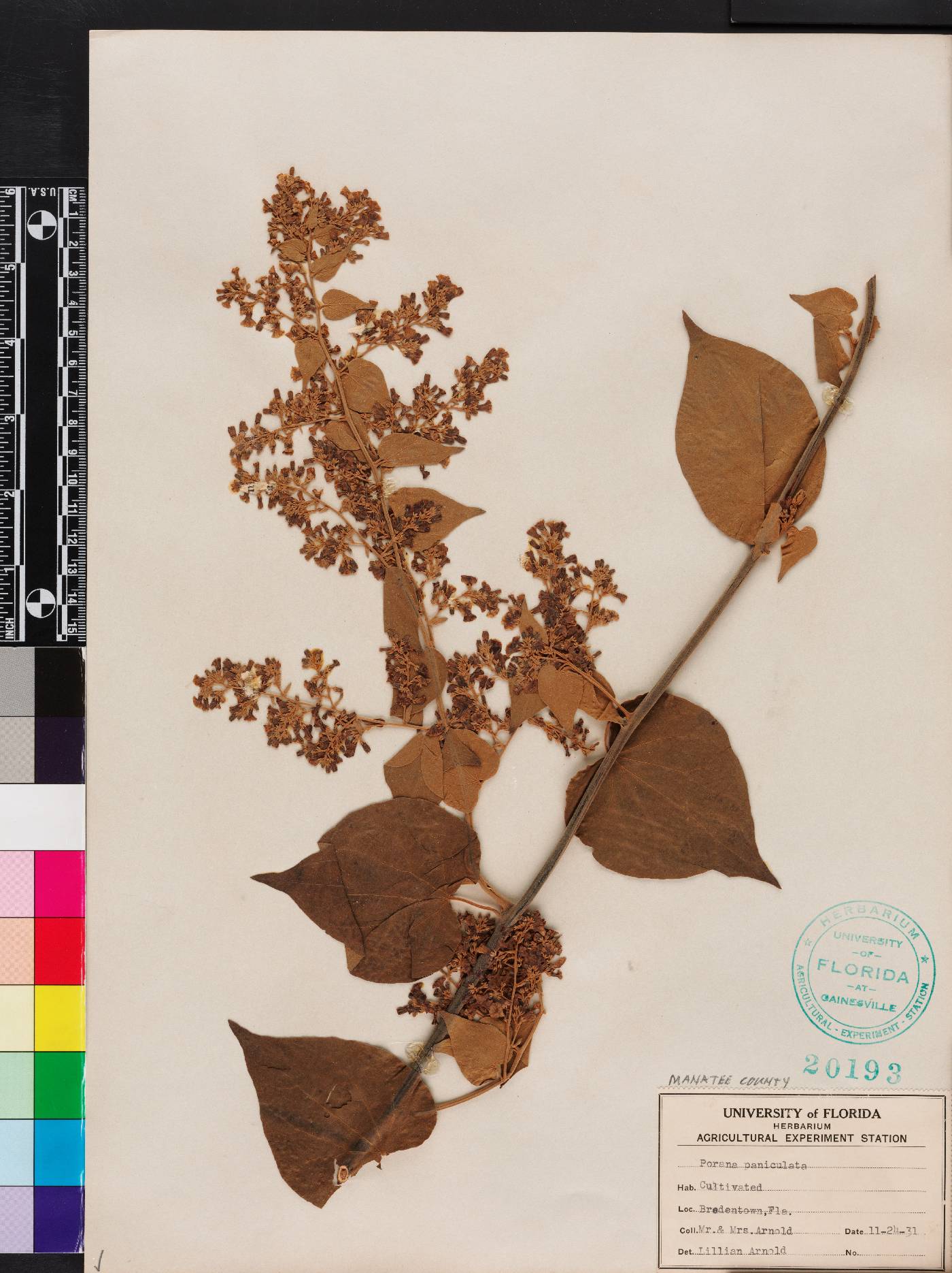 Poranopsis paniculata image