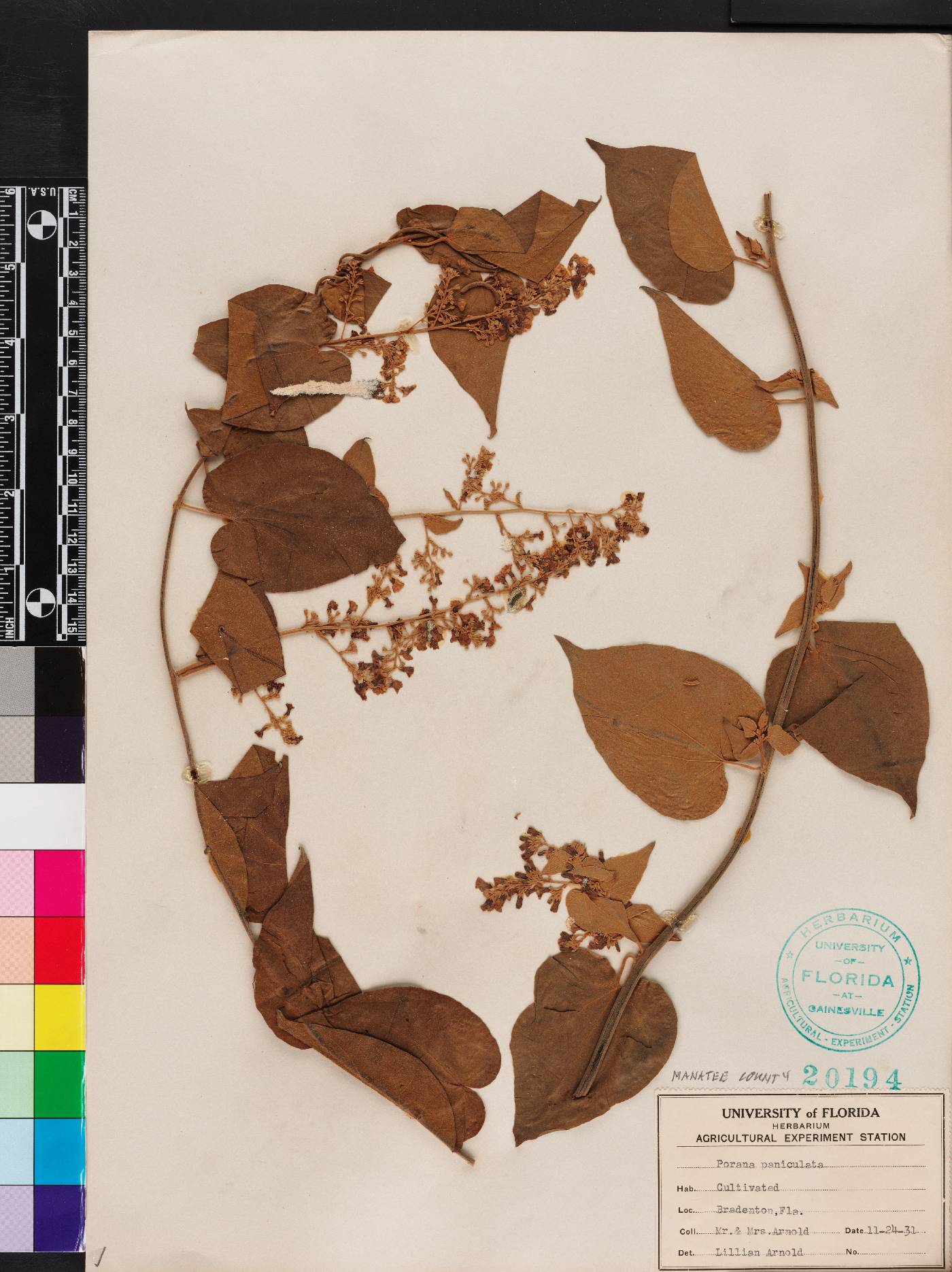 Poranopsis image