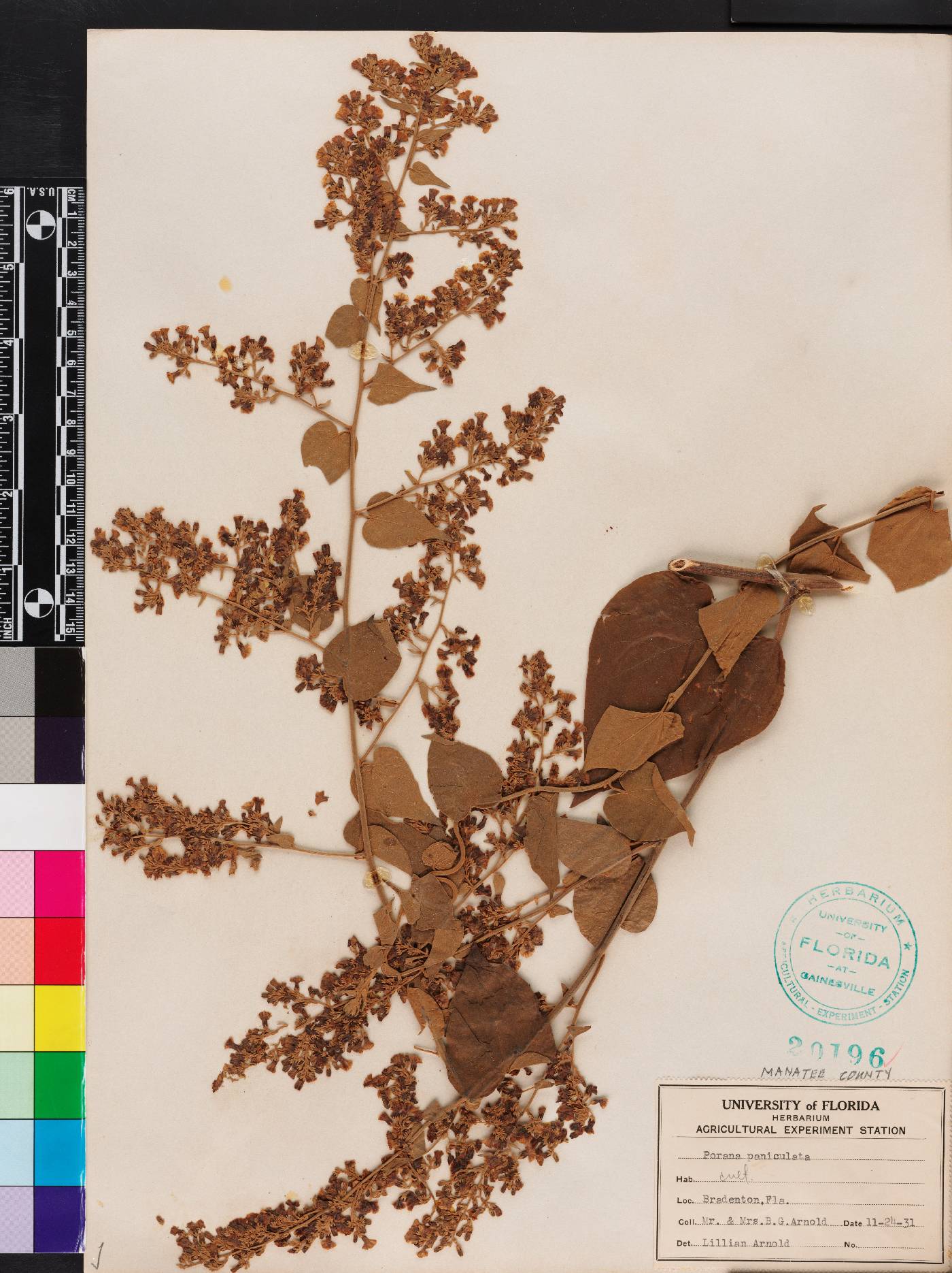 Poranopsis paniculata image
