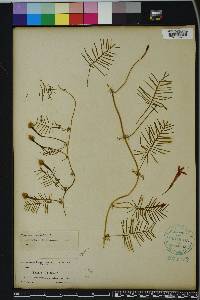 Ipomoea quamoclit image