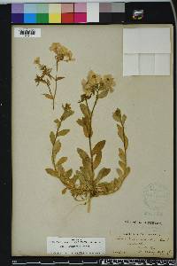 Phlox drummondii image