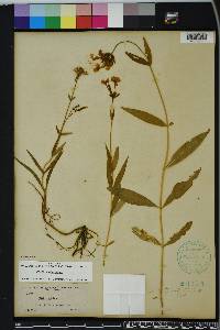 Phlox glaberrima image