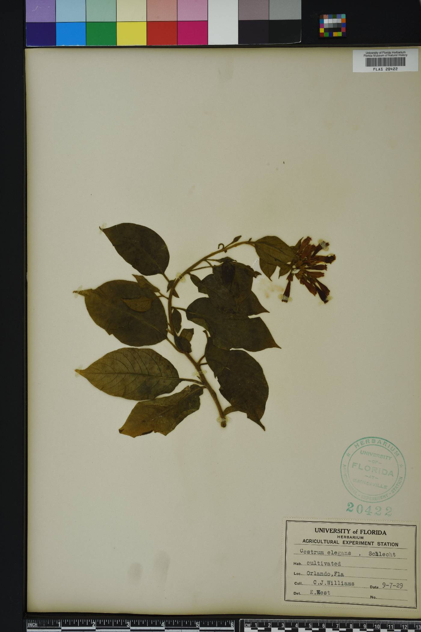 Cestrum elegans image