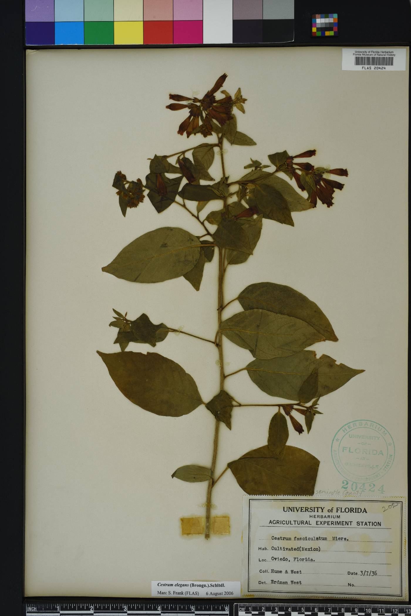 Cestrum elegans image