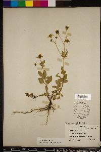 Bidens alba image