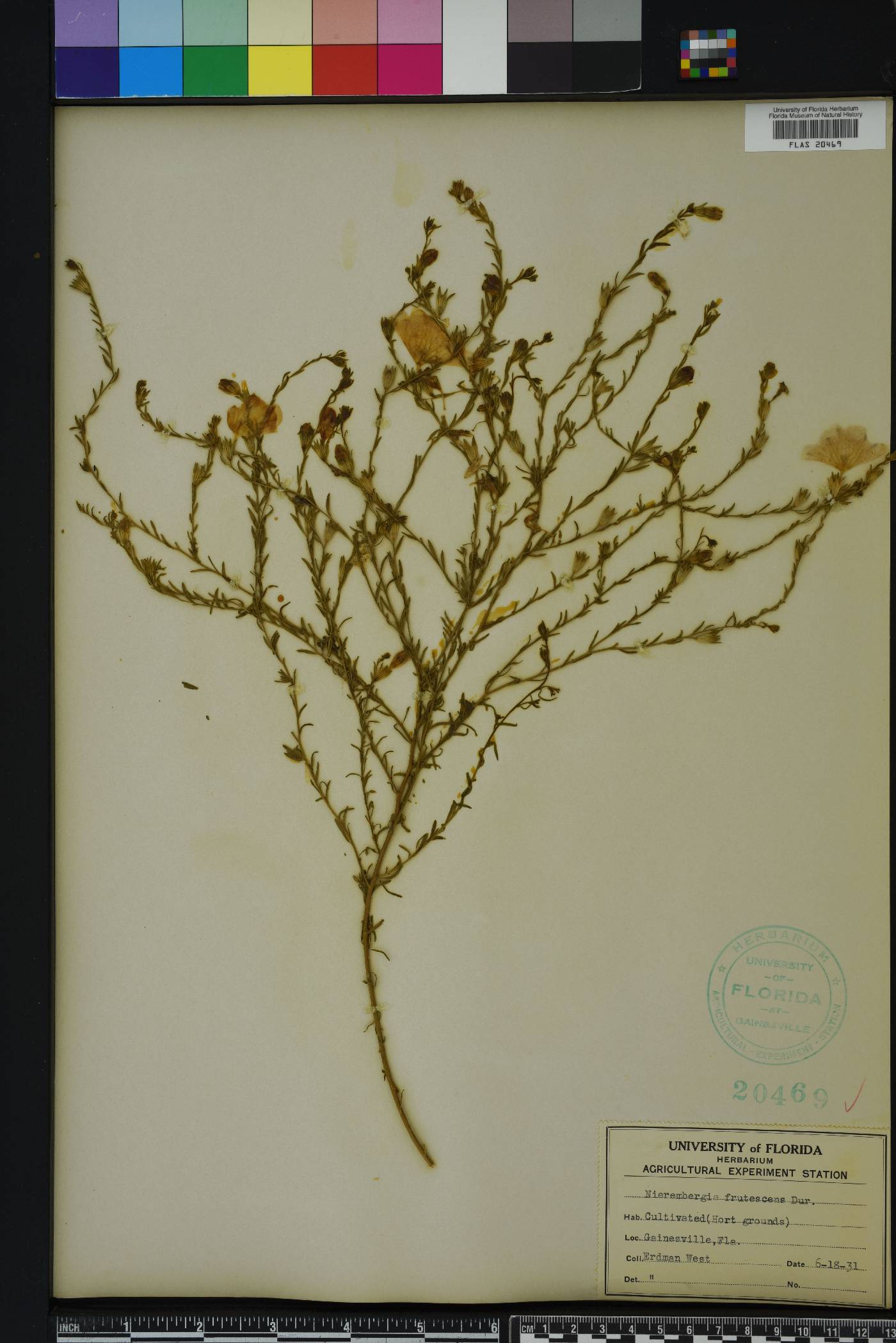 Nierembergia scoparia image