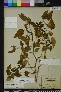 Physalis arenicola image