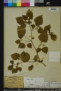 Physalis cordata image