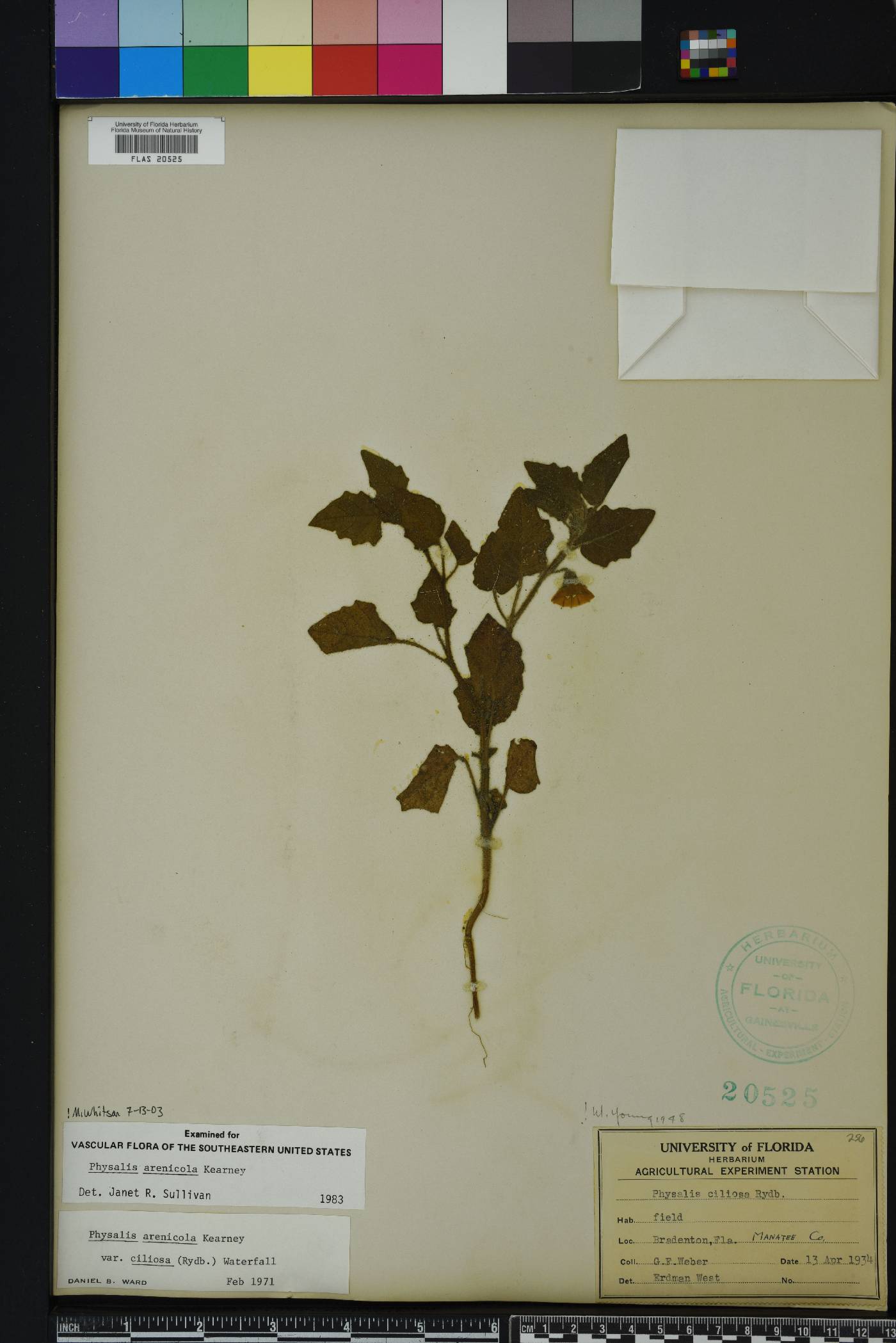 Physalis arenicola image