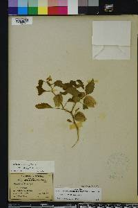 Physalis arenicola image