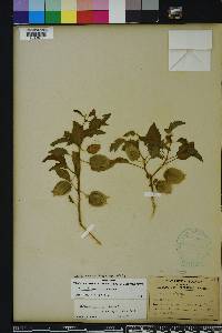 Physalis arenicola image