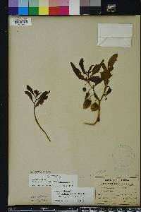 Physalis walteri image