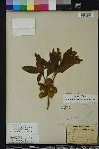 Physalis walteri image