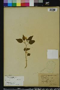 Physalis arenicola image