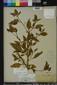 Solanum pseudogracile image