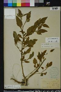 Solanum pseudogracile image