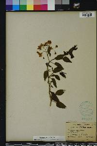 Solanum laxum image