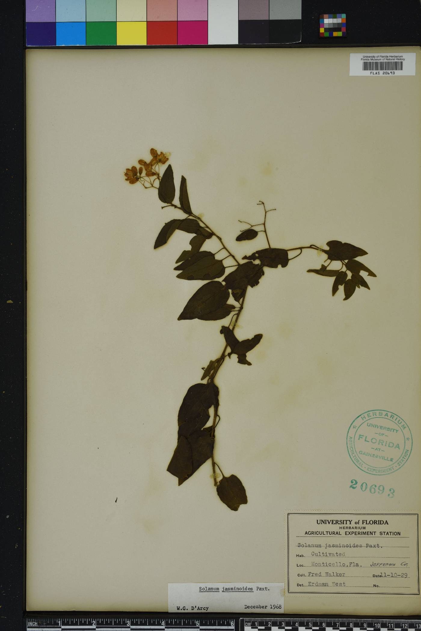Solanum laxum image