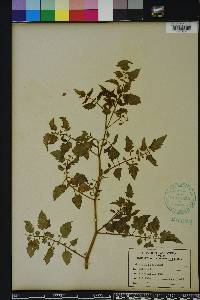 Image Associated With the Occurence