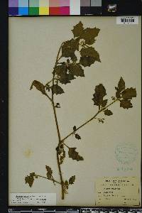 Solanum melongena image