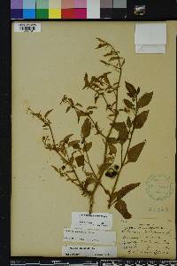 Solanum pseudogracile image