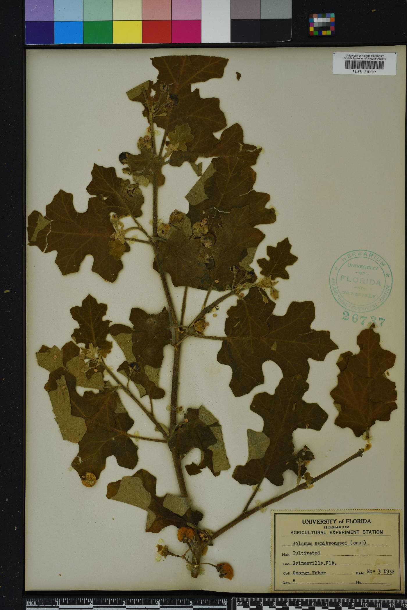 Solanum sanitwongsei image