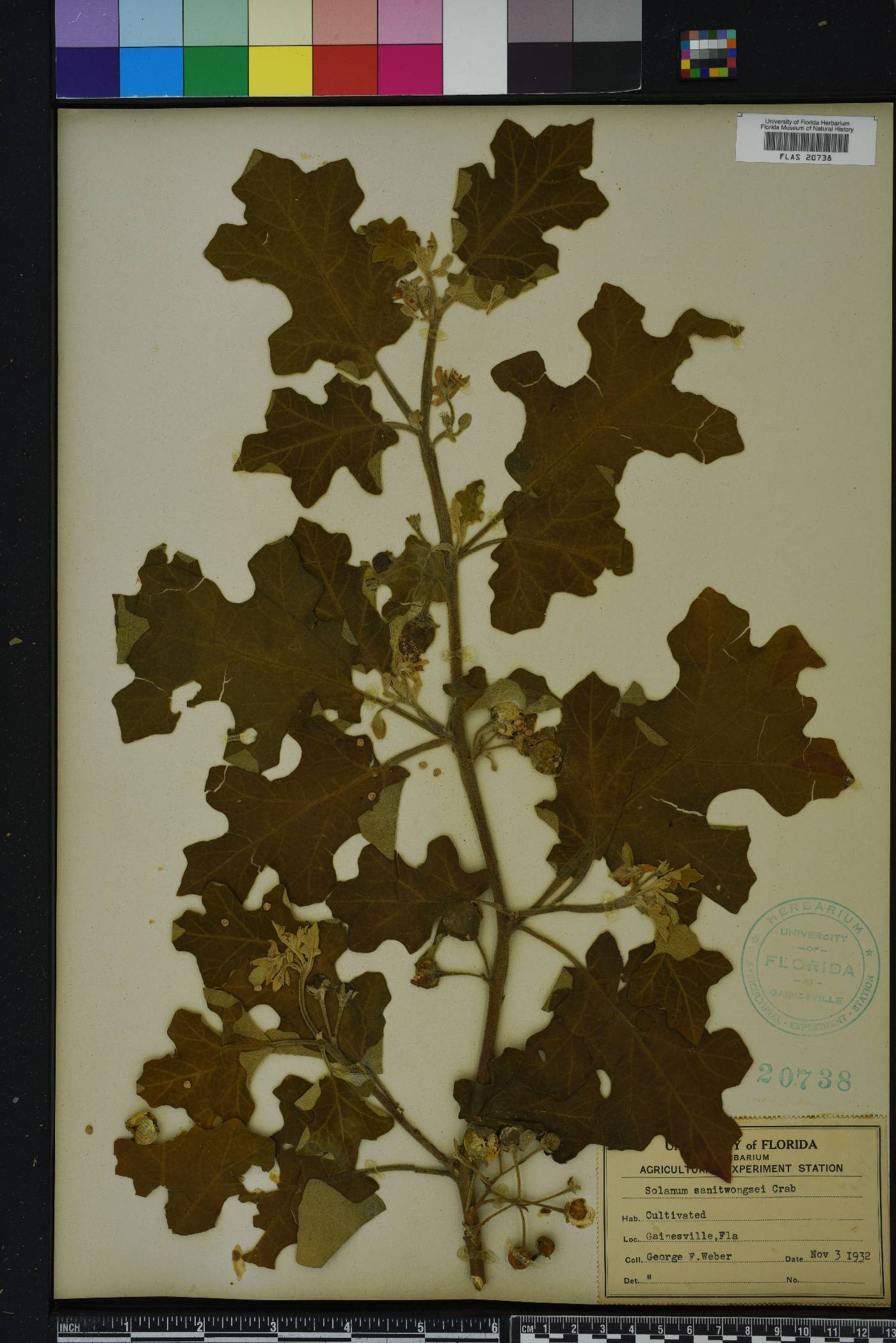 Solanum violaceum image