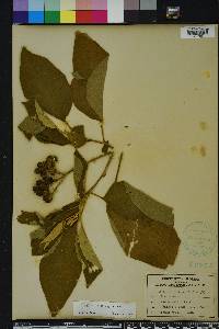 Solanum erianthum image