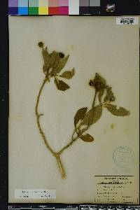 Solanum erianthum image