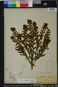 Lithospermum caroliniense image