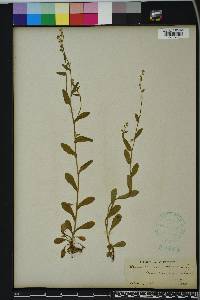 Myosotis macrosperma image