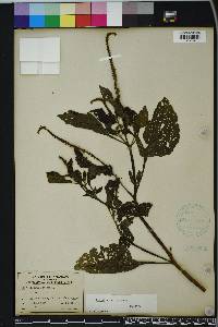 Heliotropium indicum image