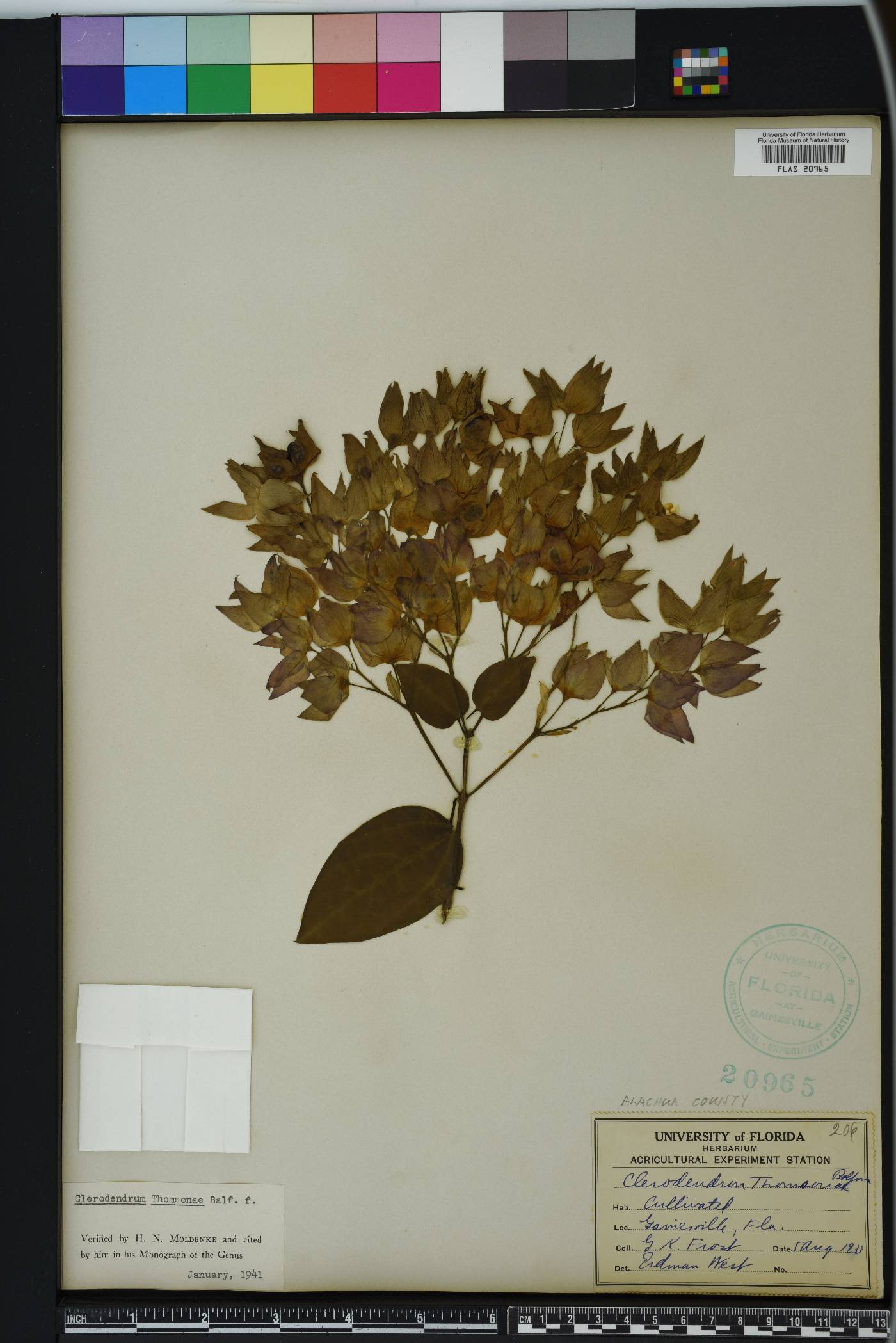 Clerodendrum thomsoniae image