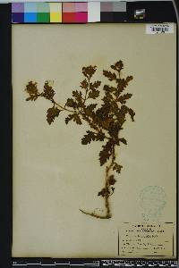 Glandularia canadensis image