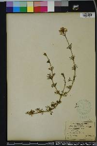 Glandularia aristigera image