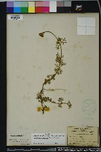 Glandularia aristigera image