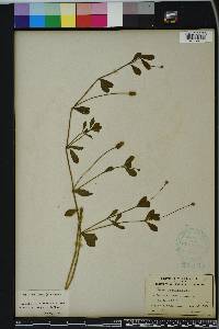 Phyla nodiflora image