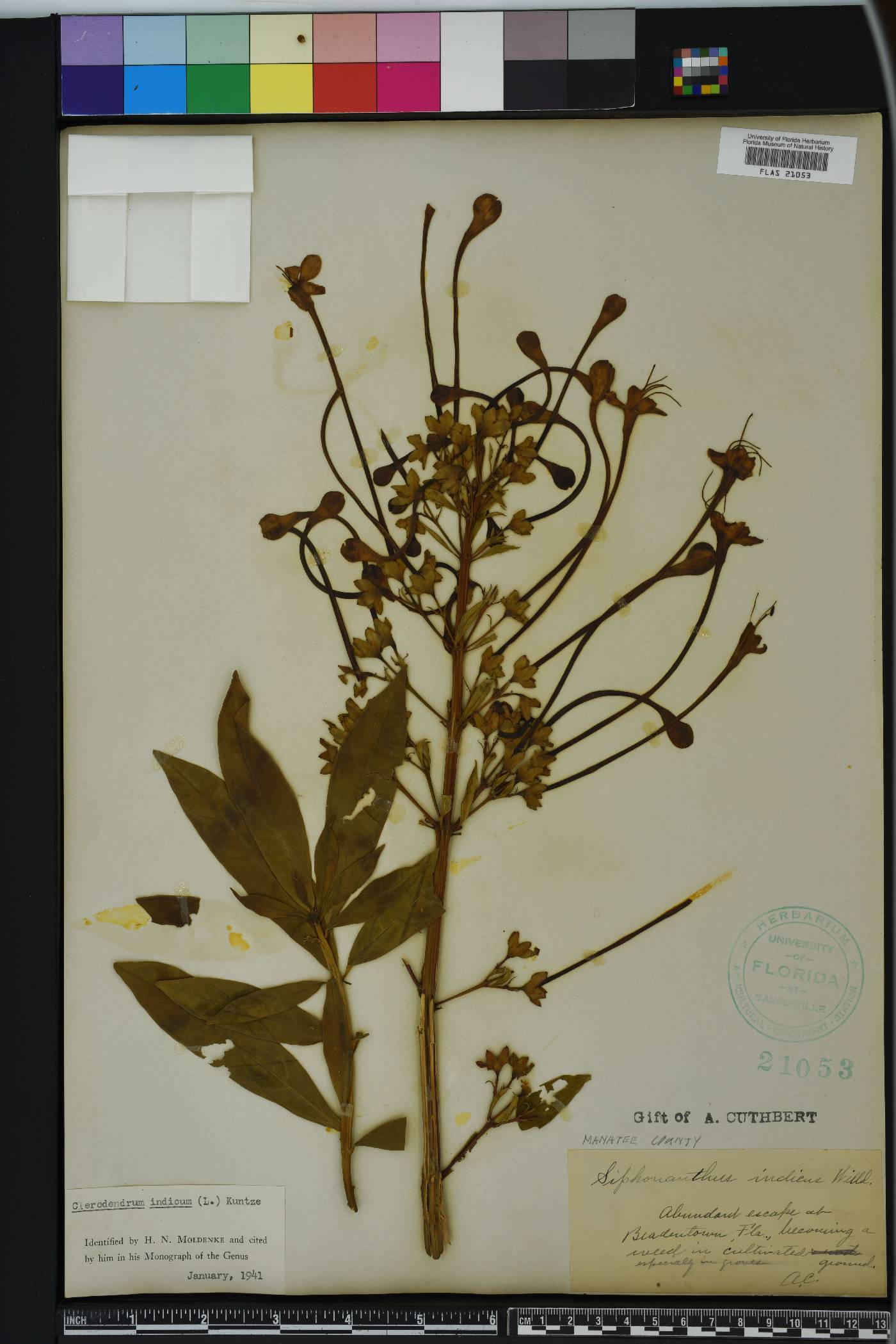 Clerodendrum indicum image