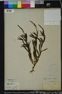 Verbena simplex image